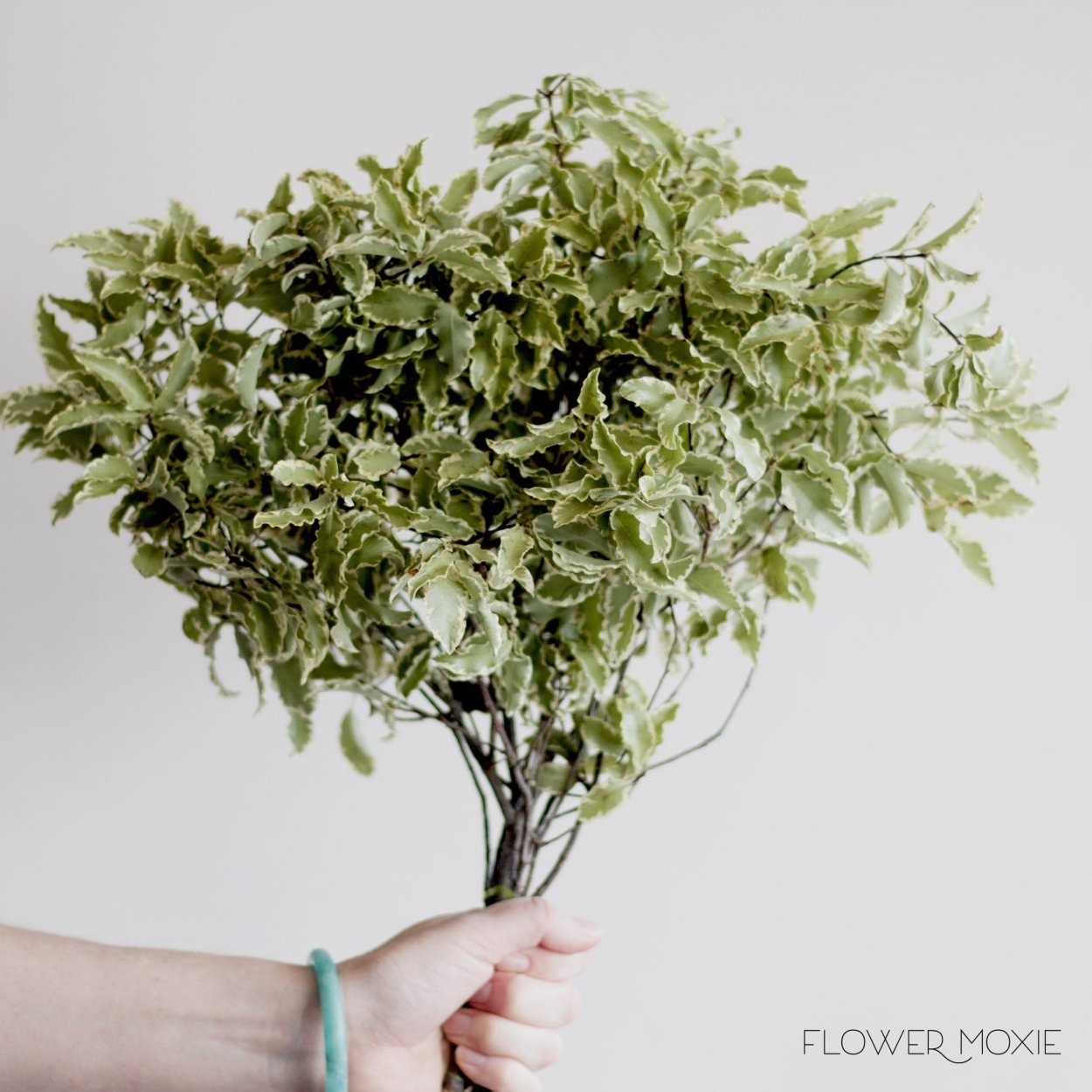 Питтоспорум Тенуифолиум