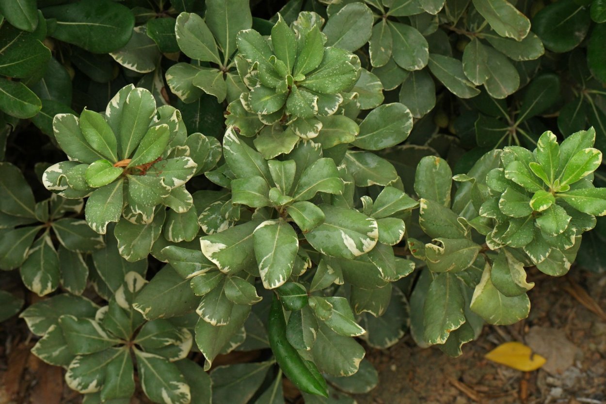 Изгородь питтоспорум