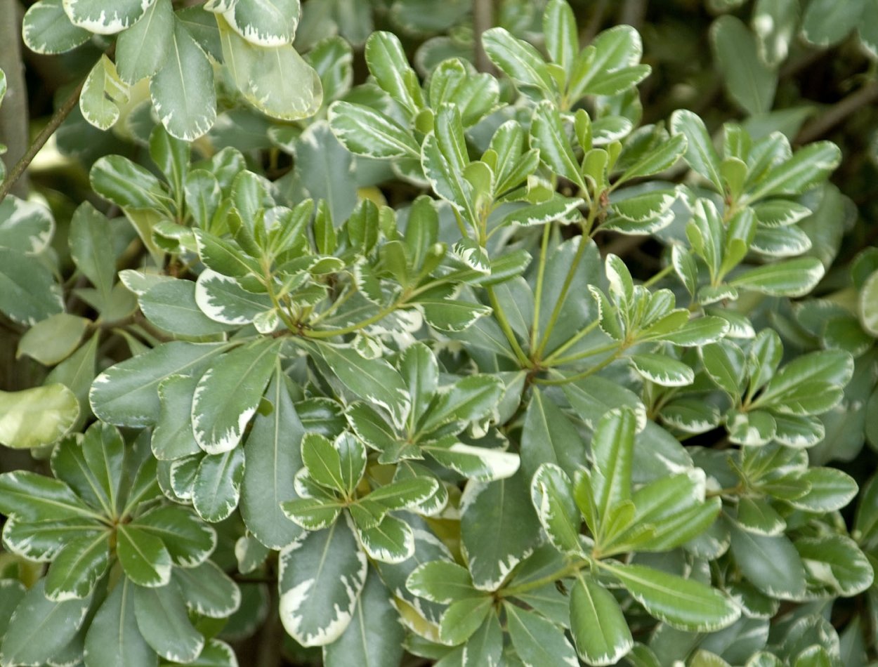 Питтоспорум "Pittosporum Red"