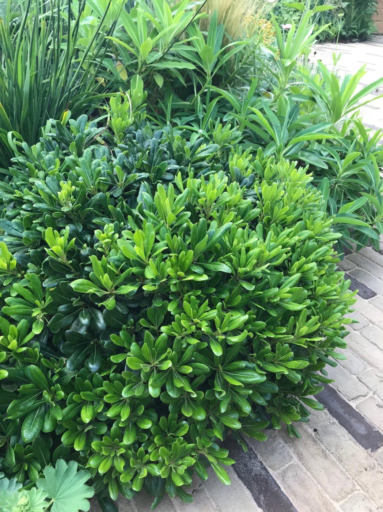 Кустарник Pittosporum Tobira