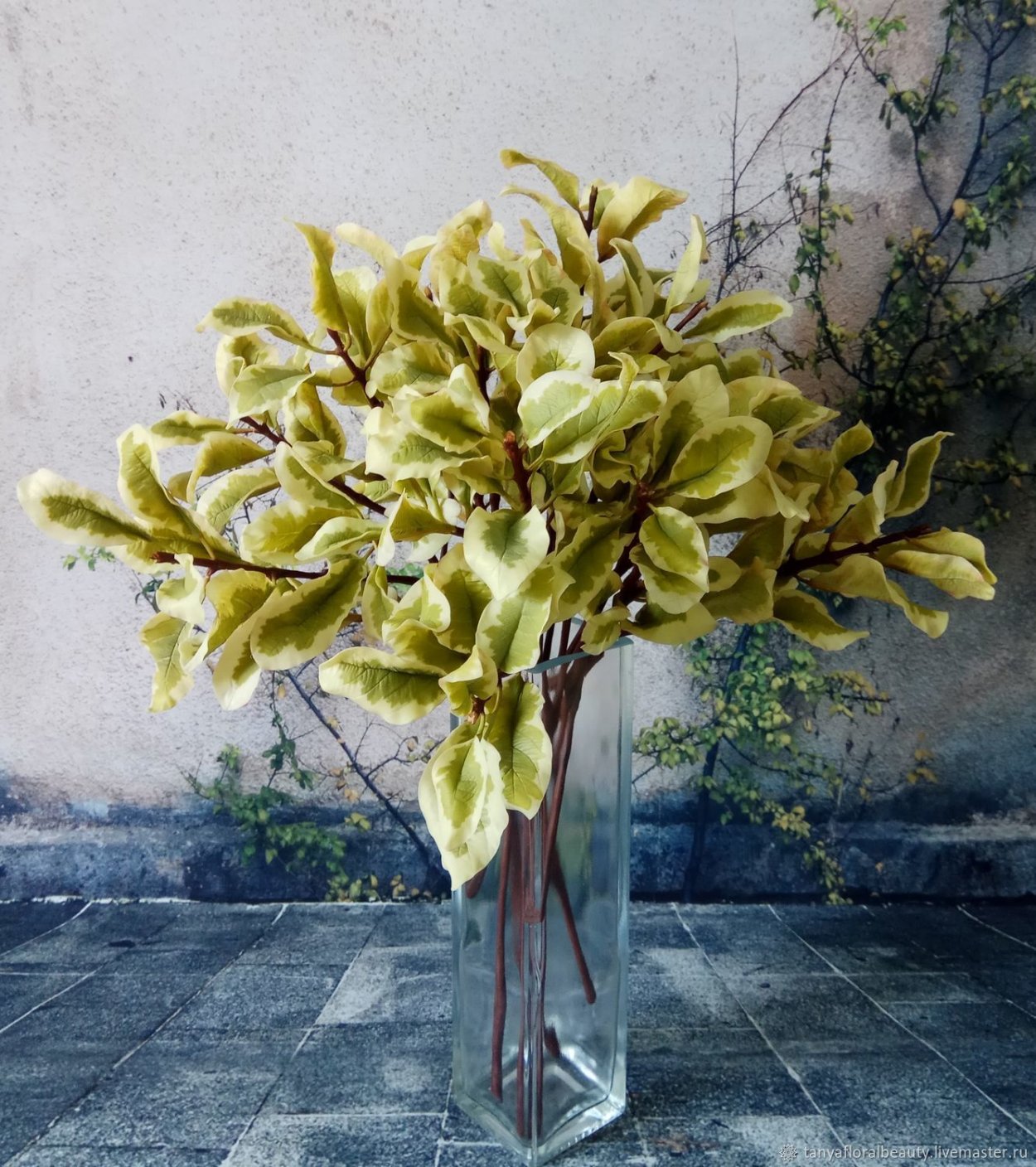 Питтоспорум Тобира Нана