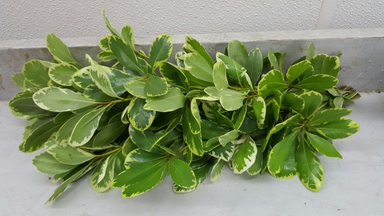 Питтоспорум Илан зелень