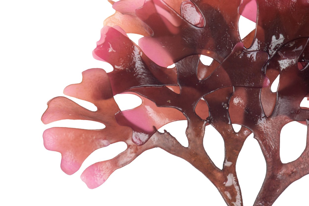 На белом фоне красных морских водорослей