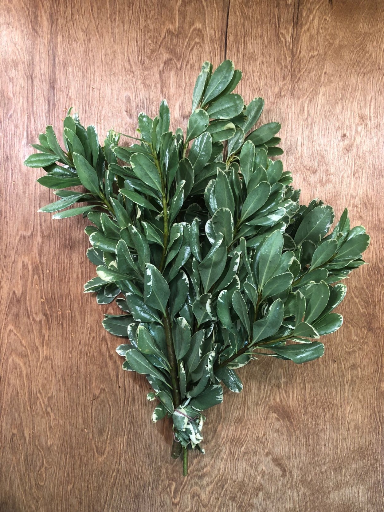 Питтоспорум Тобира дерево