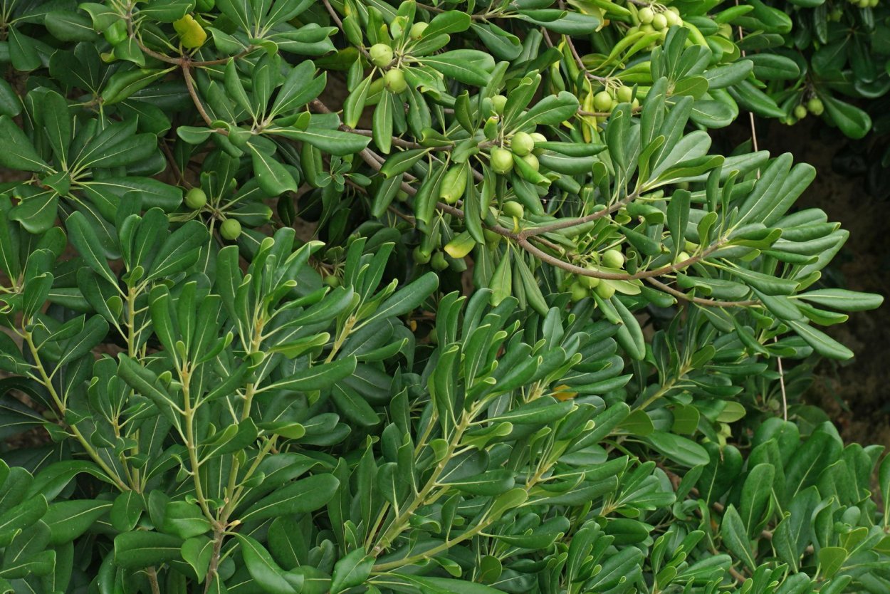 Питтоспорум Илан