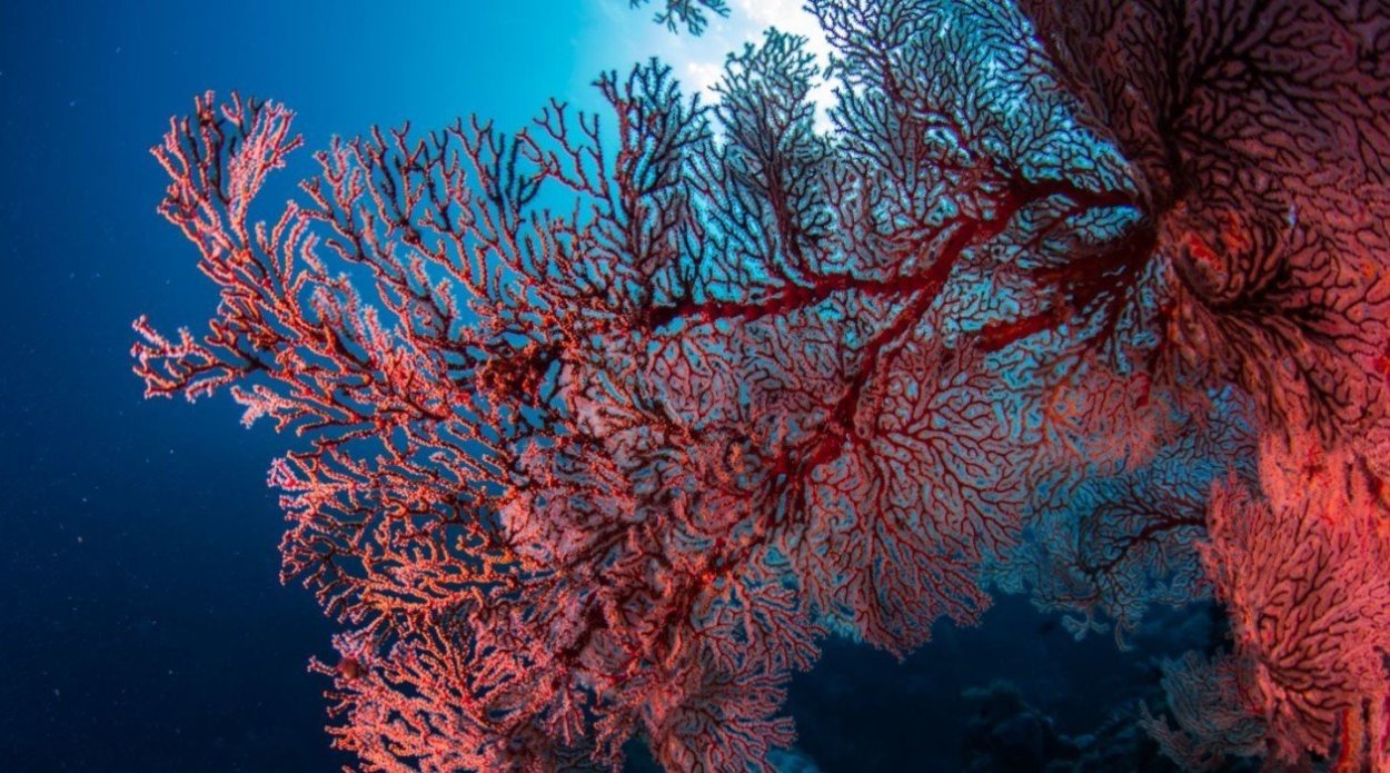 Коралловый коралловый Маржан