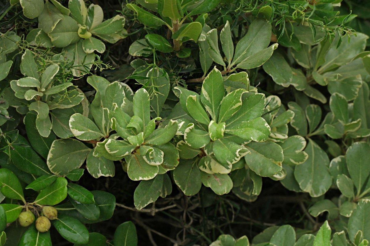 Питтоспорум Тобира (Pittosporum Tobira),