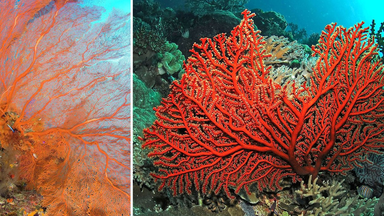 Пальмария водоросль