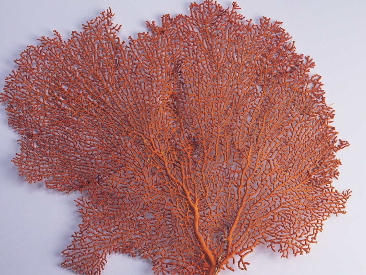 Кораллы полипы Кишечнополостные