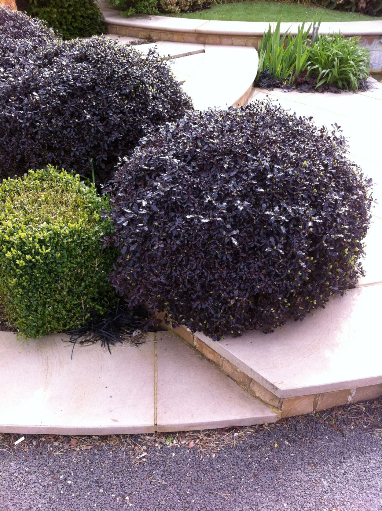 Питтоспорум Тобира Грин