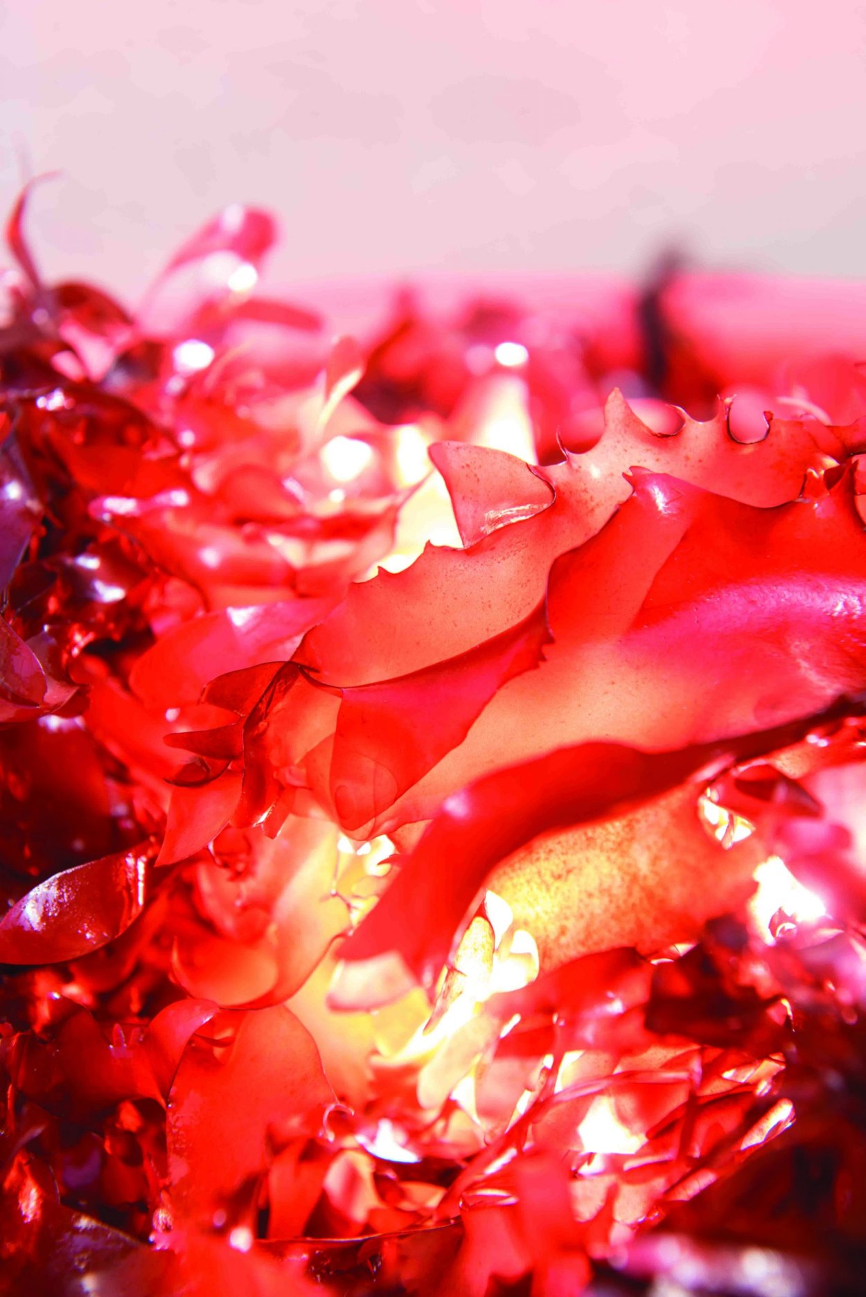 Хондрус водоросль