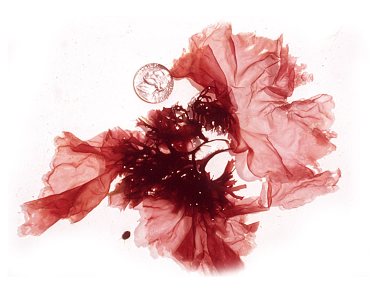 Porphyra водоросль