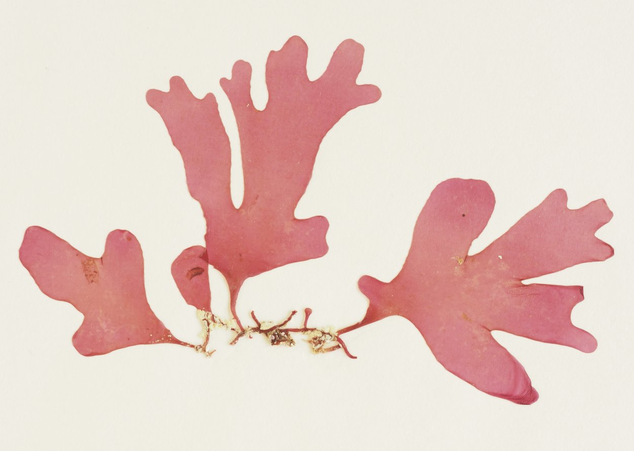 Горгонария коралл