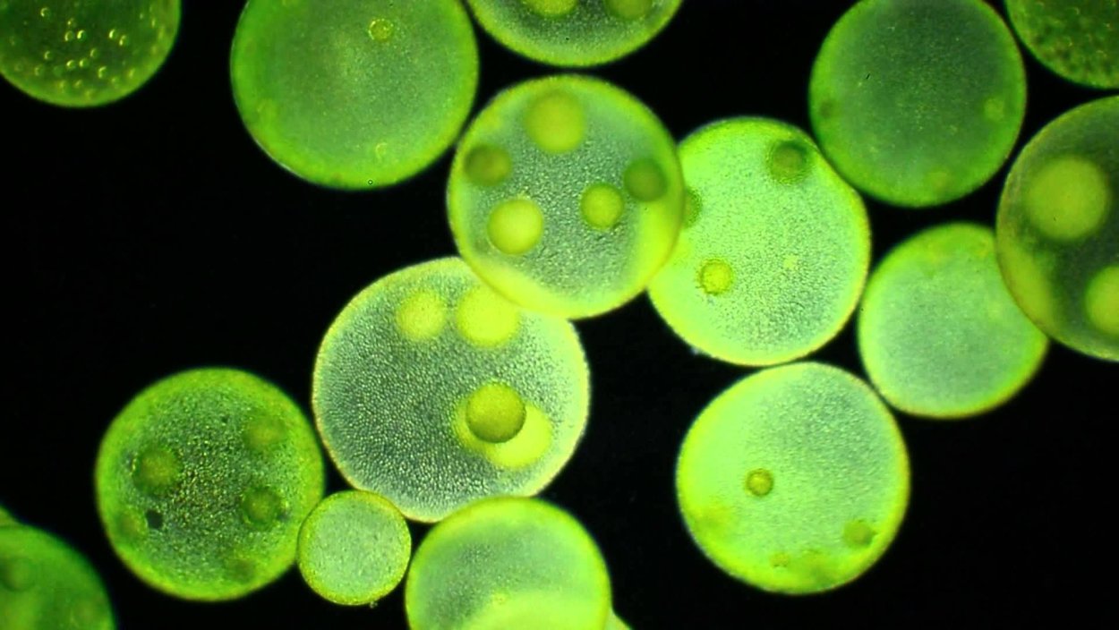 Зелёные водоросли хлорелла