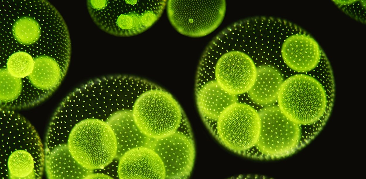 Хлорелла Фототроф