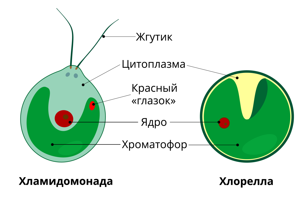 Хлорелла суперфуд