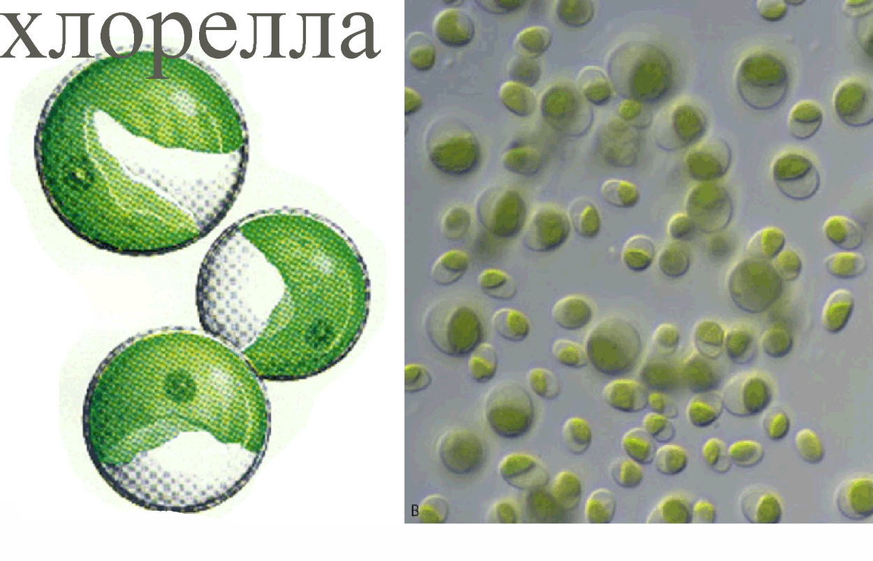 Спирулина хлорелла ламинария порошок прозрачный фон