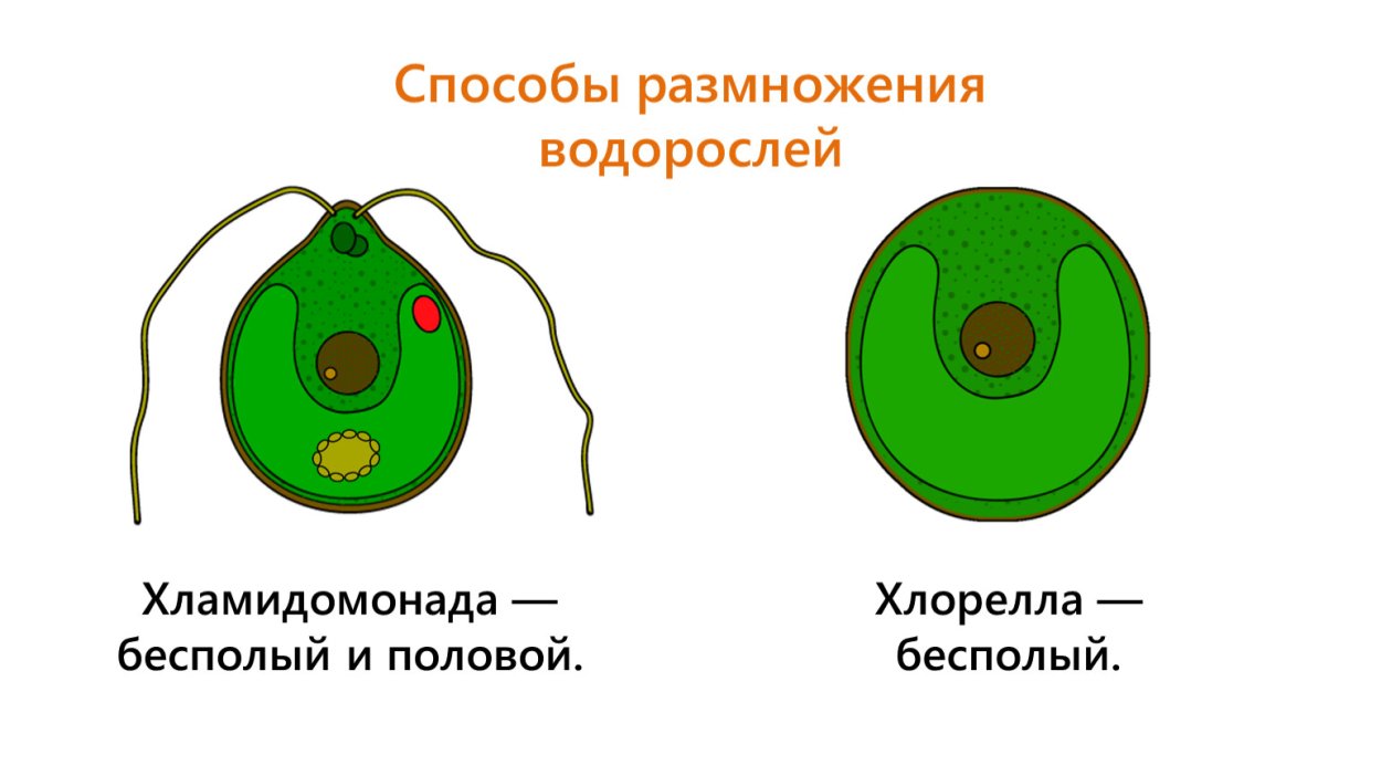 Мох свисающий с деревьев