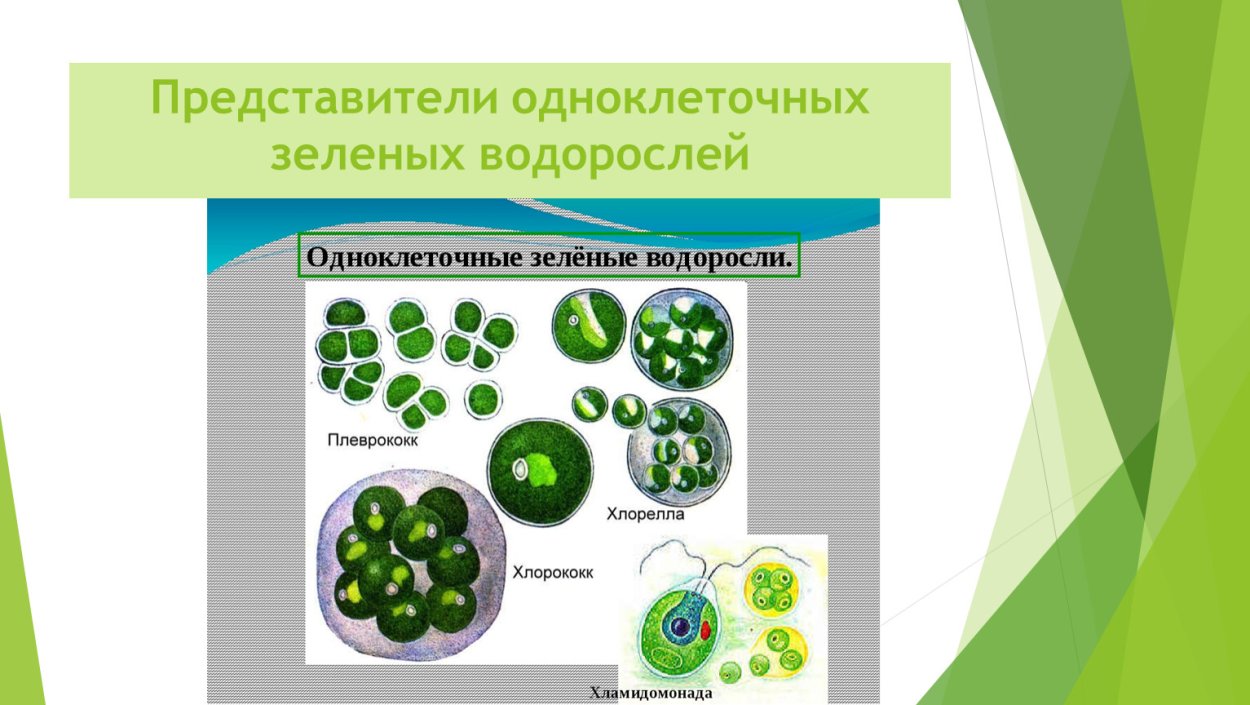 Хлорелла биология 7. Плеврококк водоросль. Хлорелла строение. Хлорелла водоросль размножение. Хлорелла рисунок без подписей.