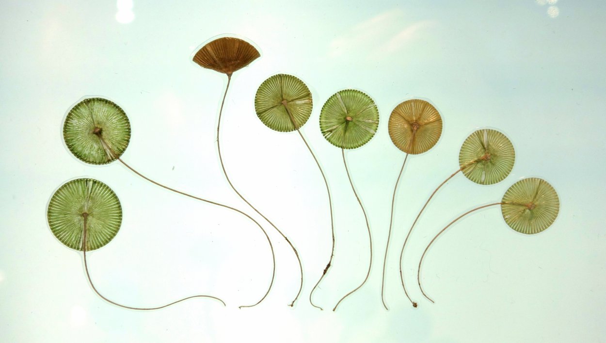 Цветение воды цианобактерии