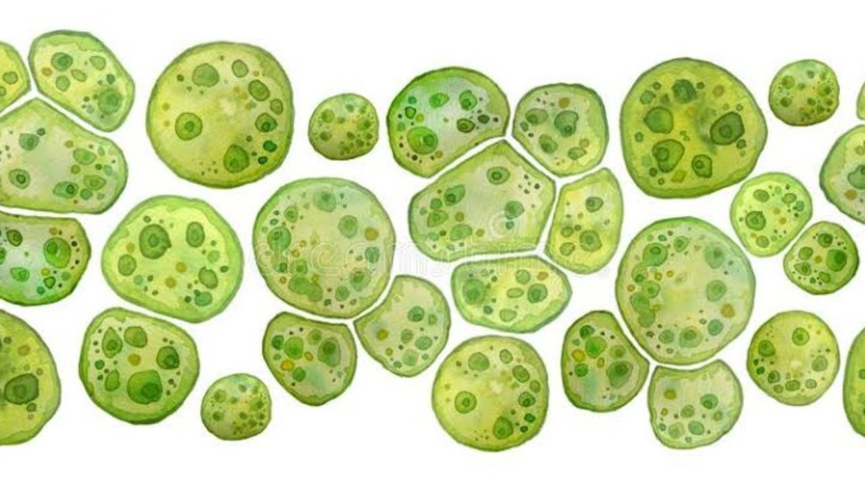 Unicellular Green algae
