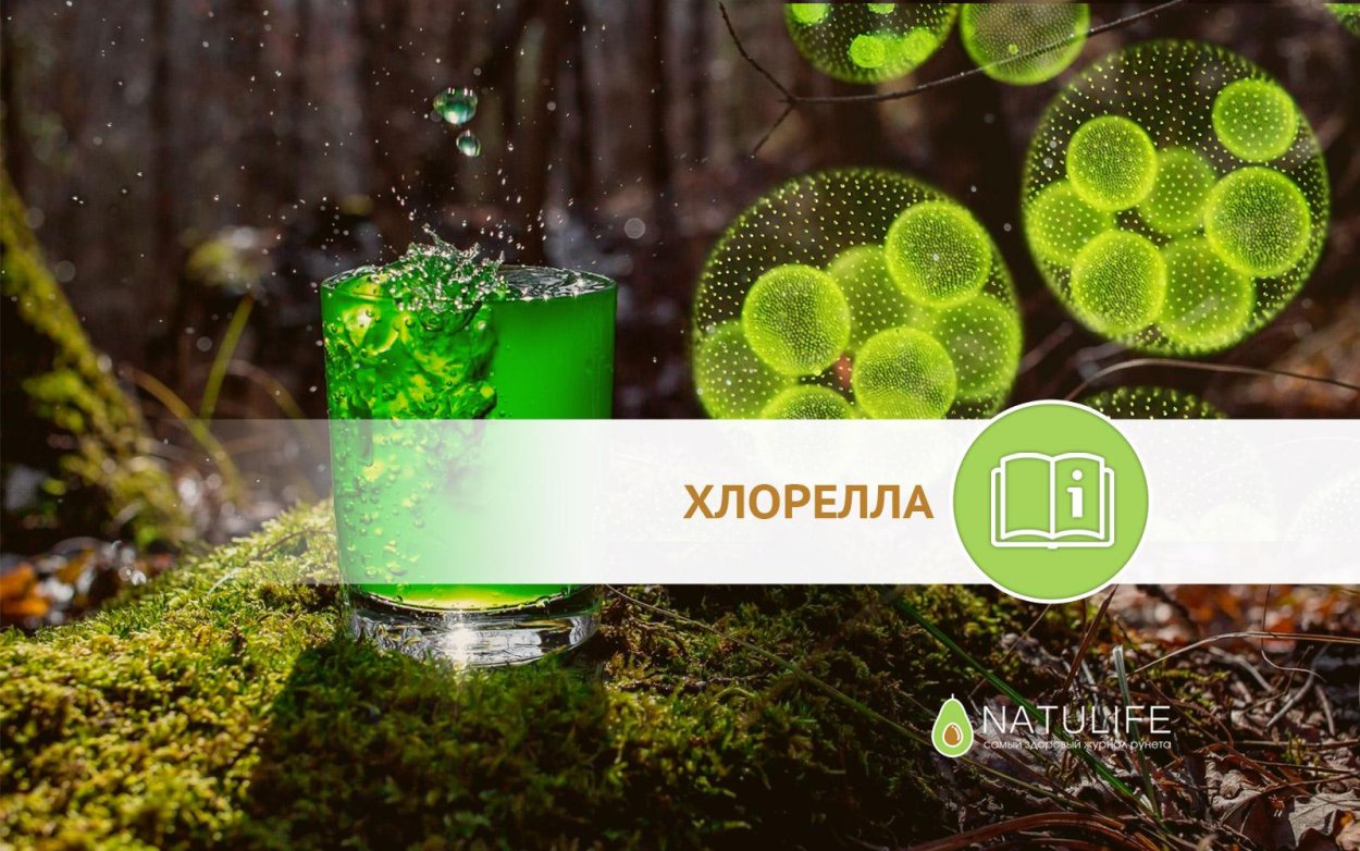 Хлорофиты водоросли