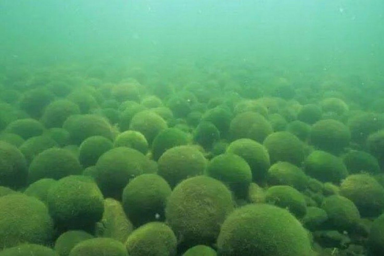 Маримо Мосс водоросль