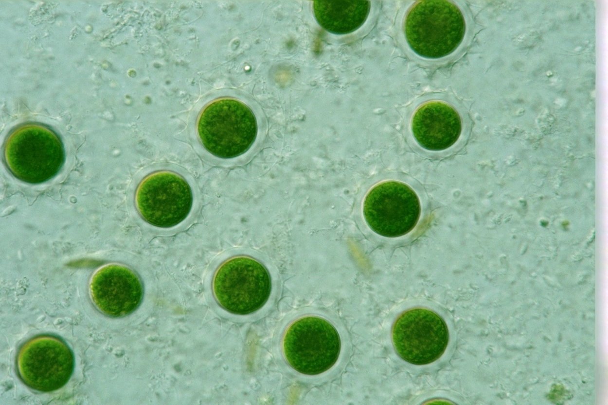 Зеленые водоросли хламидомонада