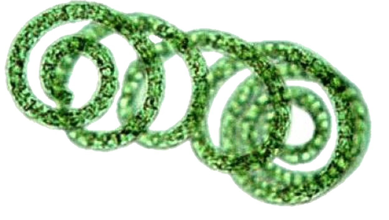 Хлорелла реснички