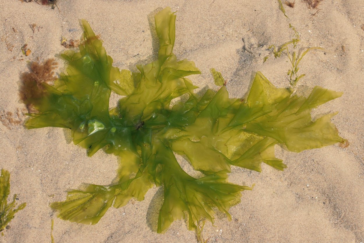 Ульва лактука