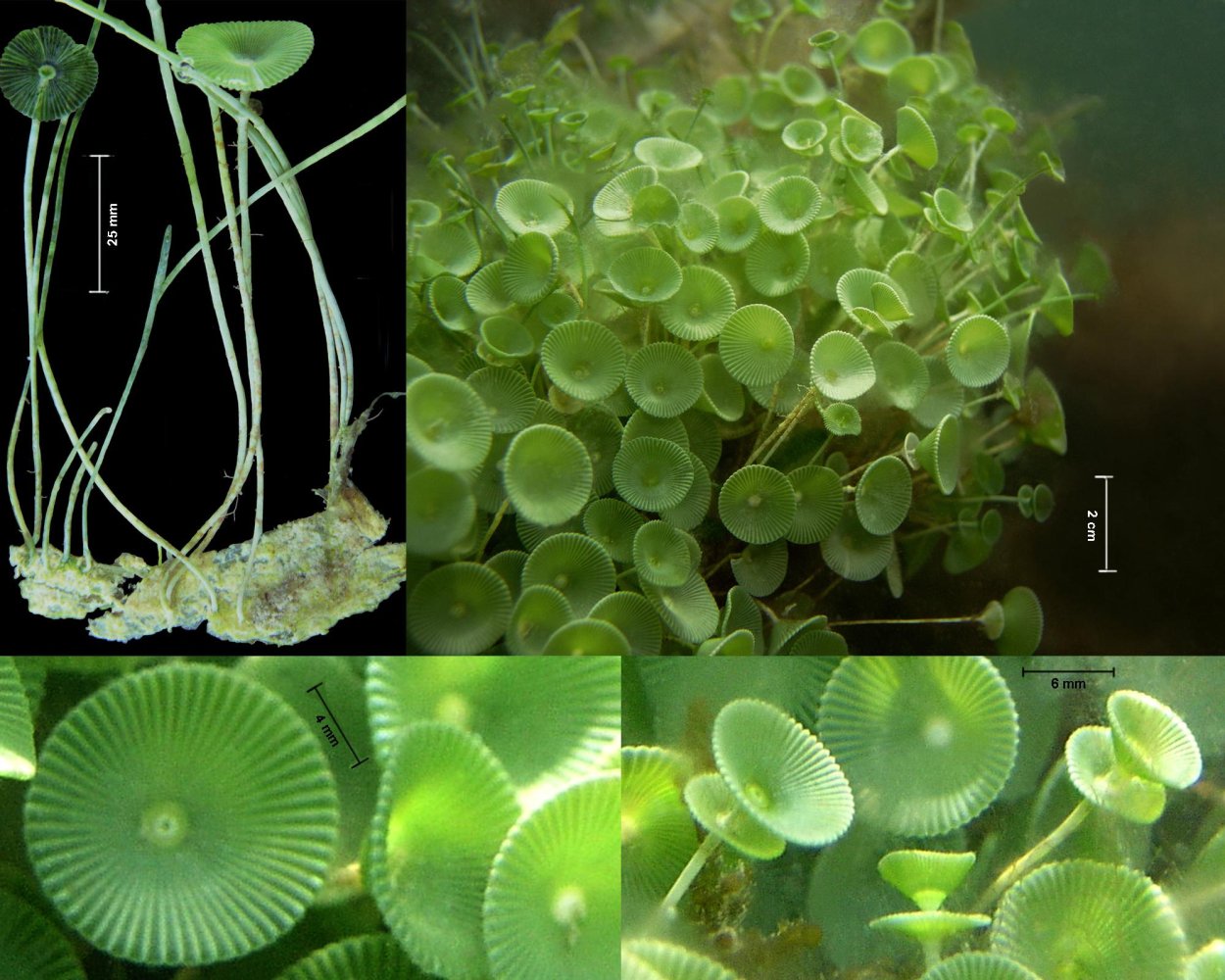 Ацетабулярия водоросль