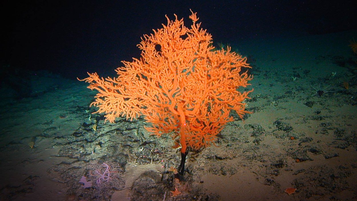 Trichodesmium Erythraeum красное море