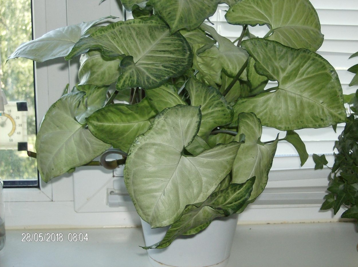 Цветок сингониум Лиана