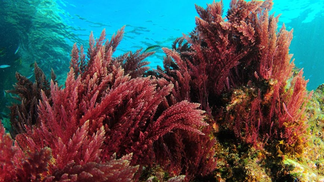 Красные водоросли Lithothamnion