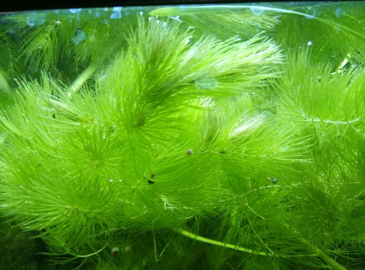 Диатомовые водоросли в аквариуме