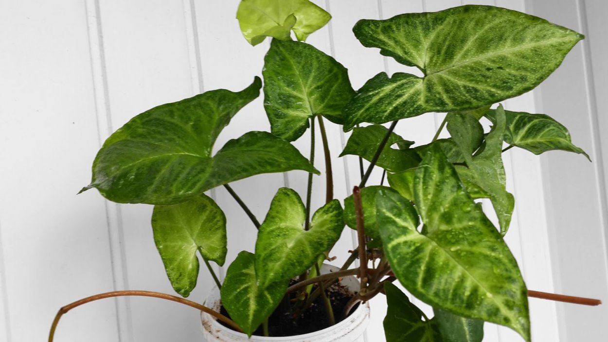 Сингониум пестролистный