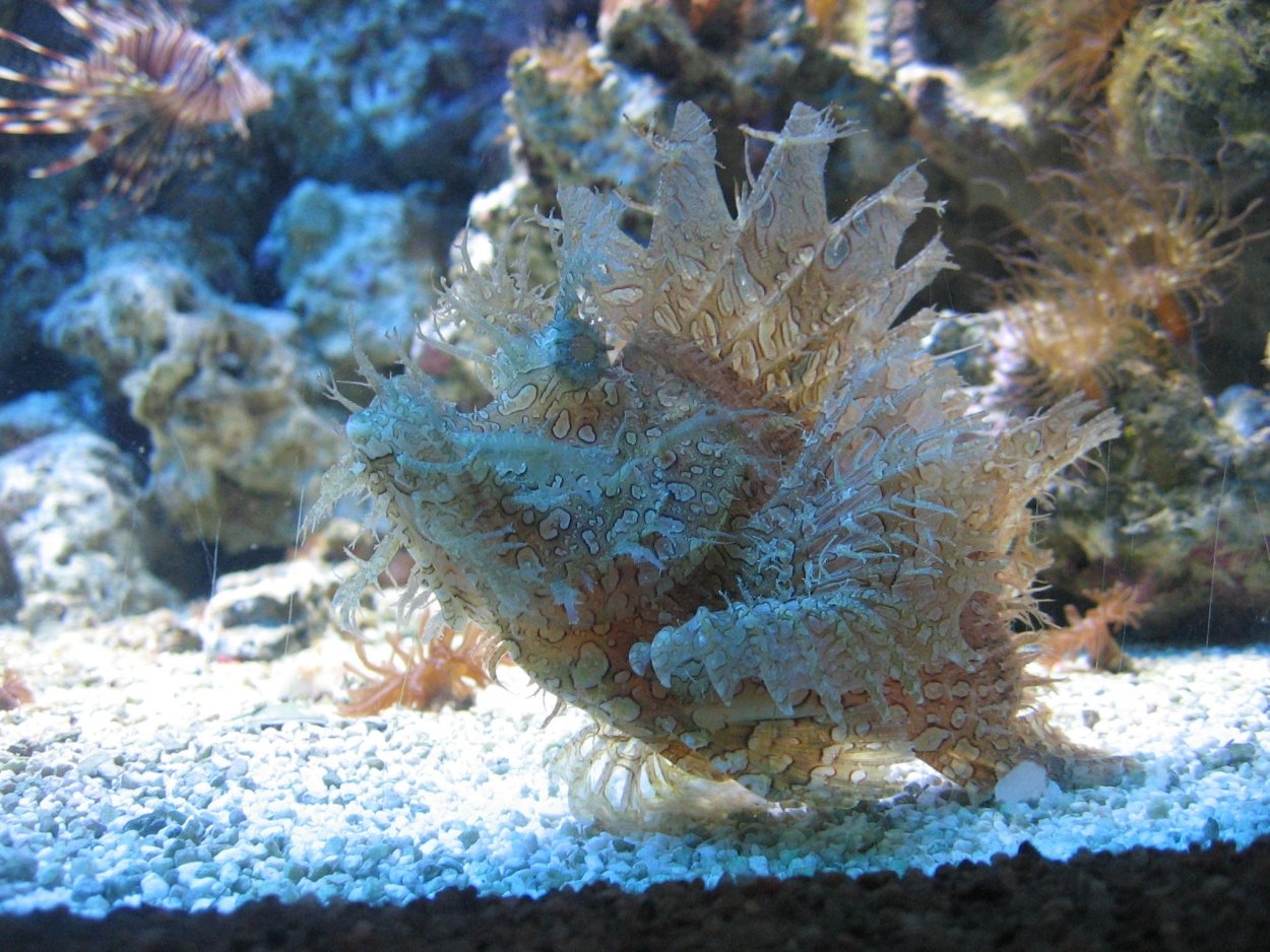 Морские лилии в аквариуме