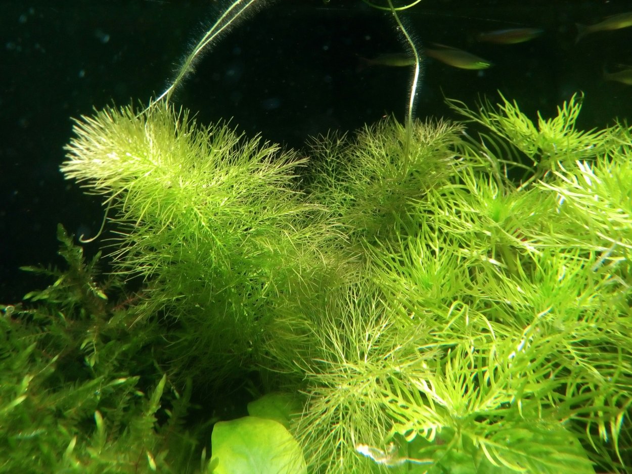 Прозрачные листья у аквариумных растений