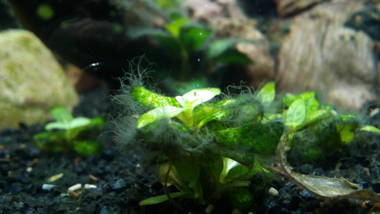 Накипь на аквариумных растениях