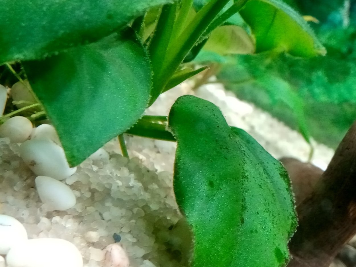 Водоросли черная борода в аквариуме