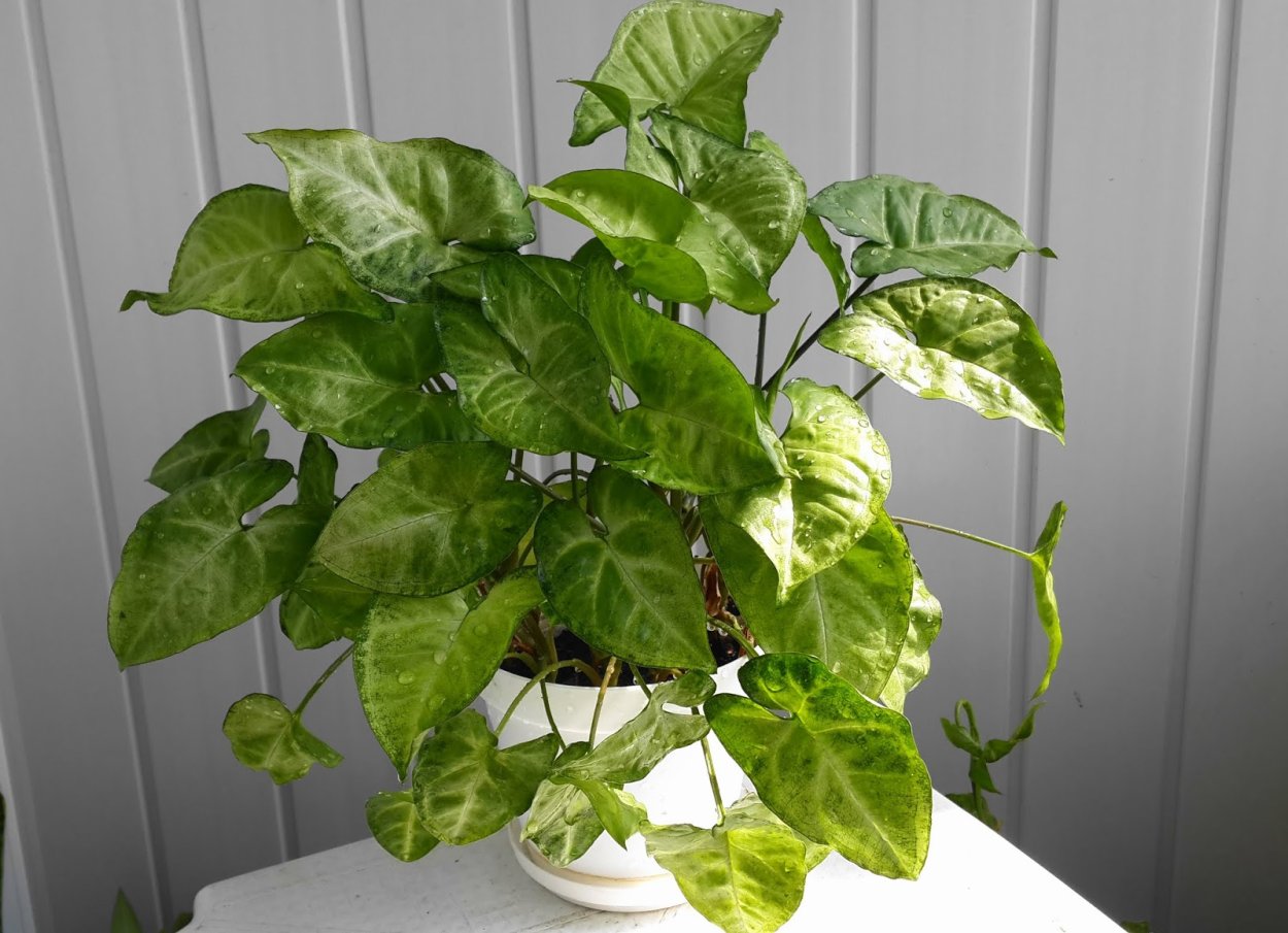 Сингониум ножколистный Лиана