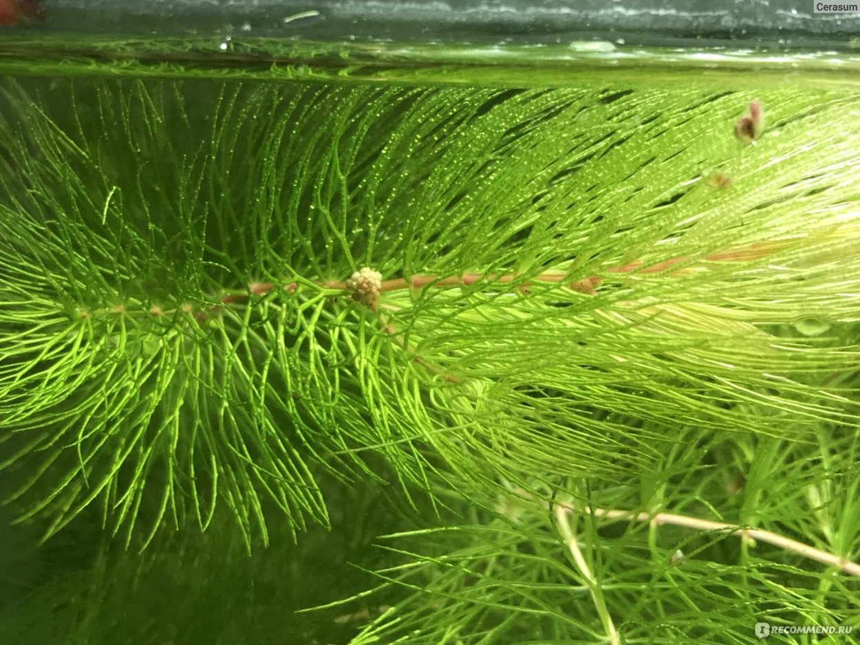 Роголистник красностебельный