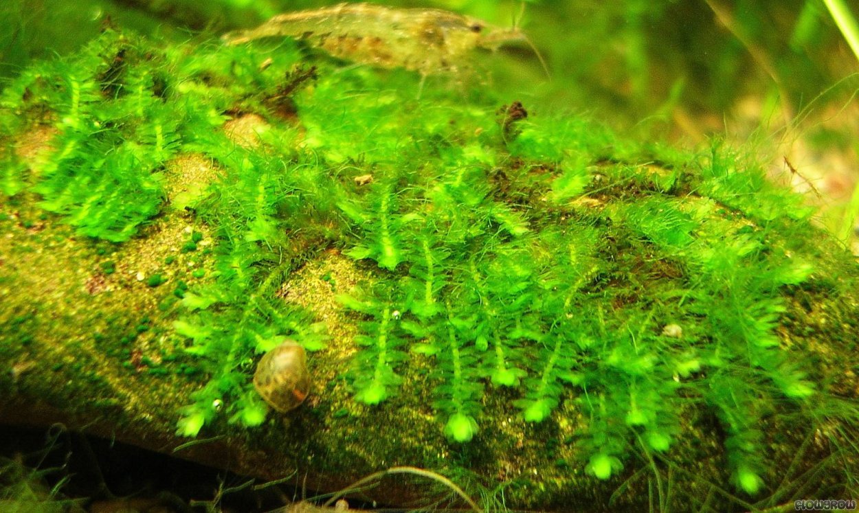 Пистия аквариумное растение