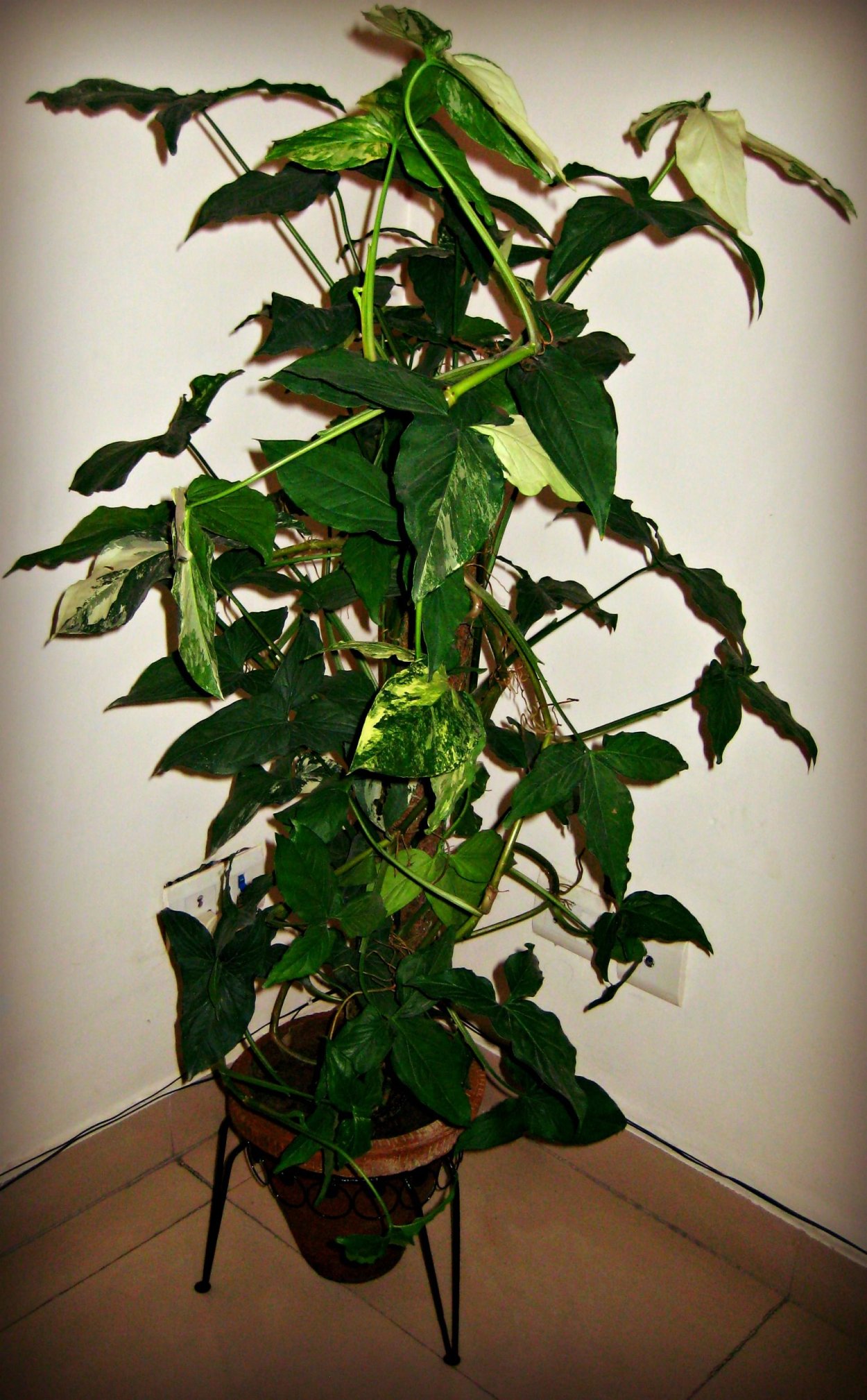 Сингониум Лиана