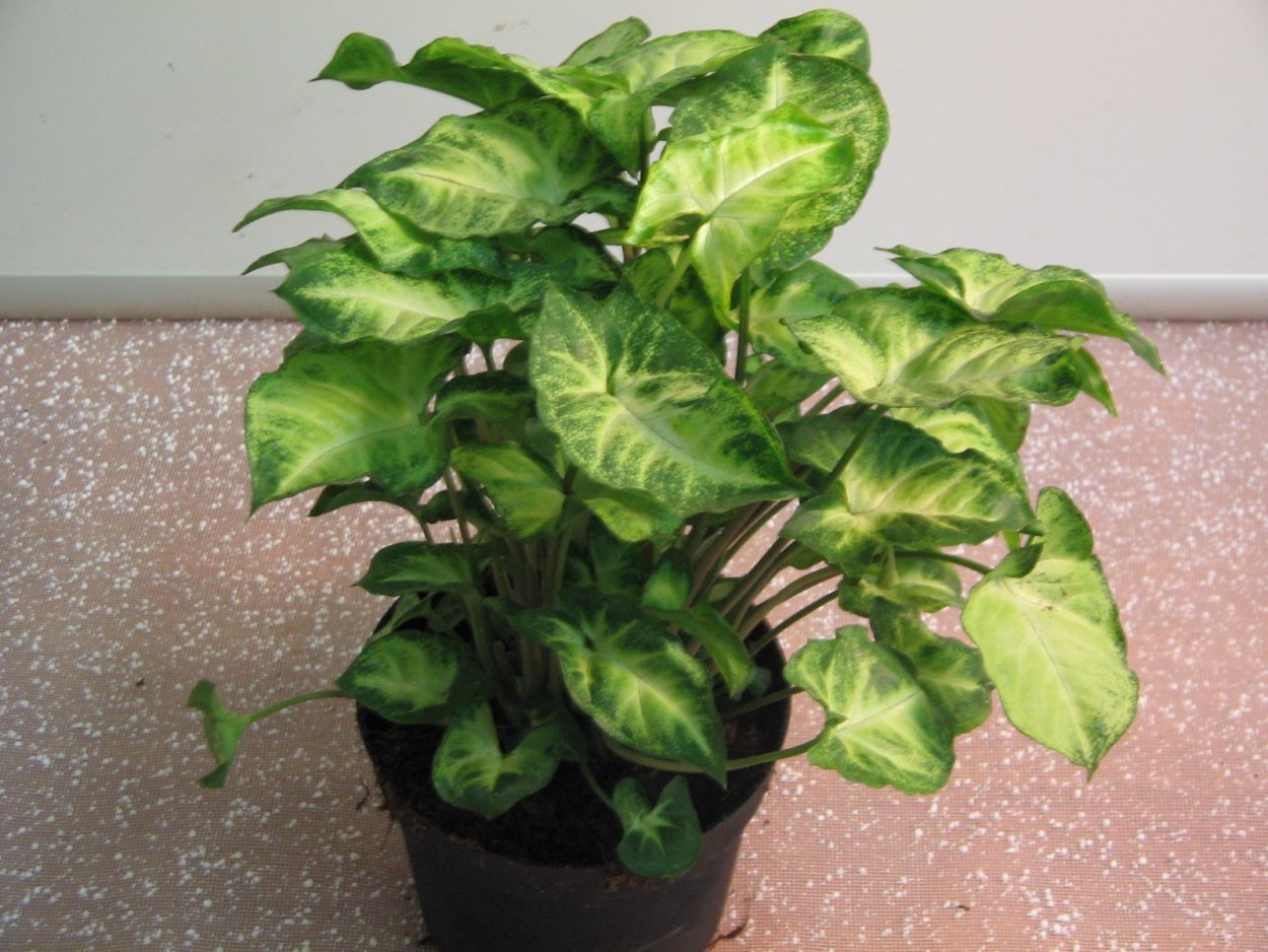 Сингониум ножколистный