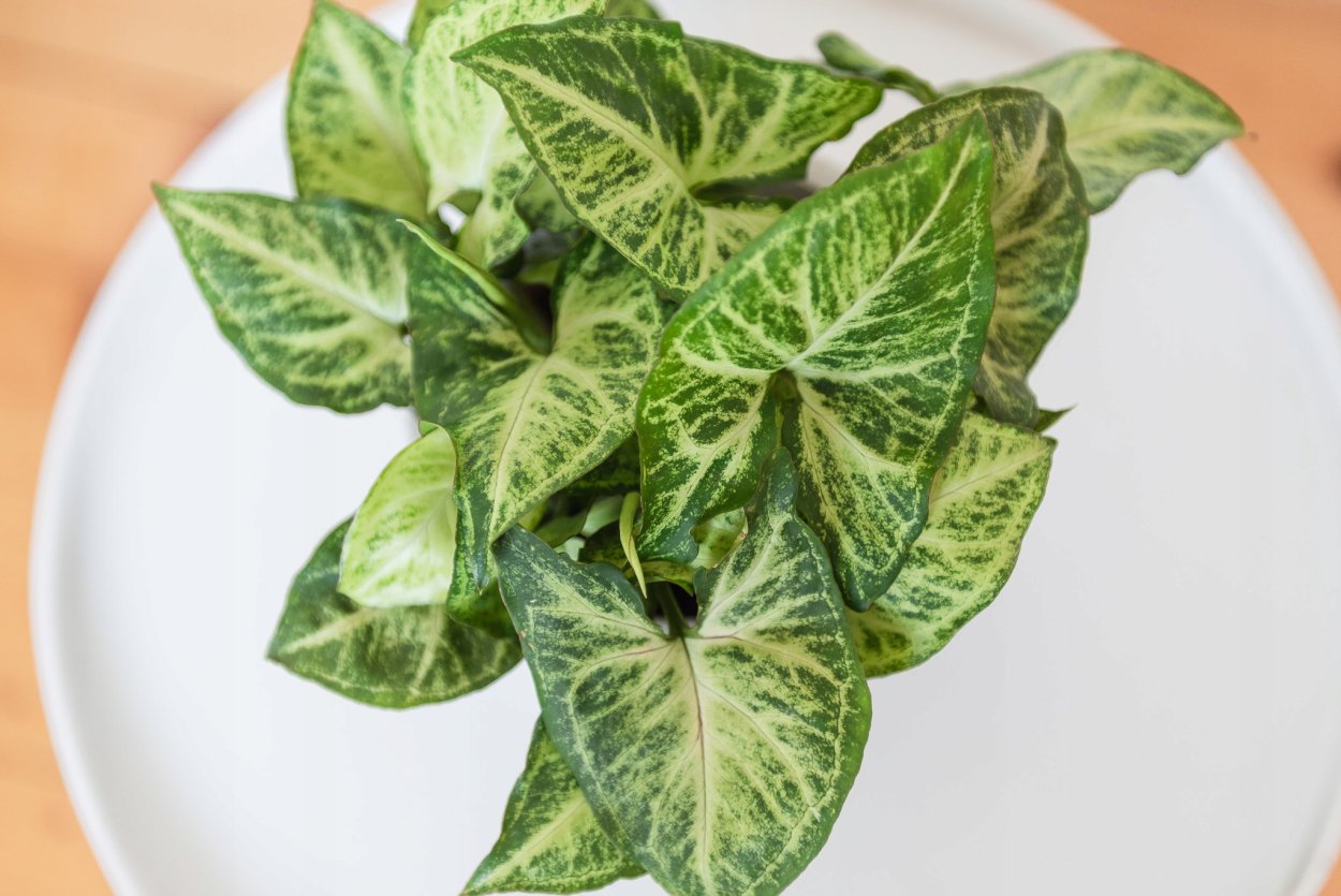 Сингониум Саншайн