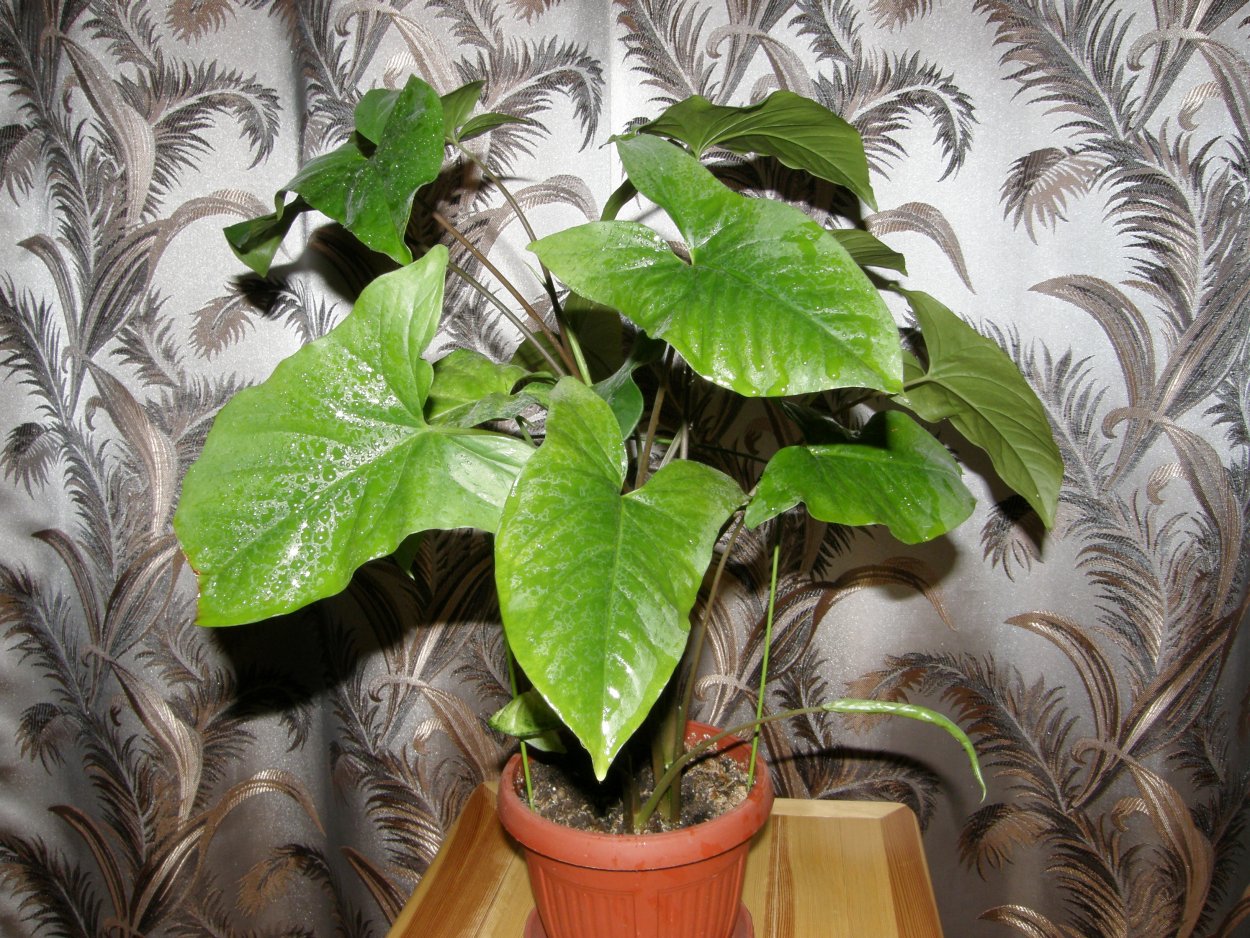 Сингониум Лиана трехпалый