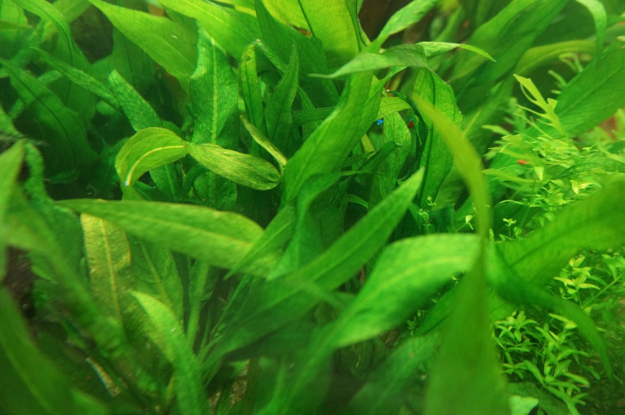 Писция аквариумная