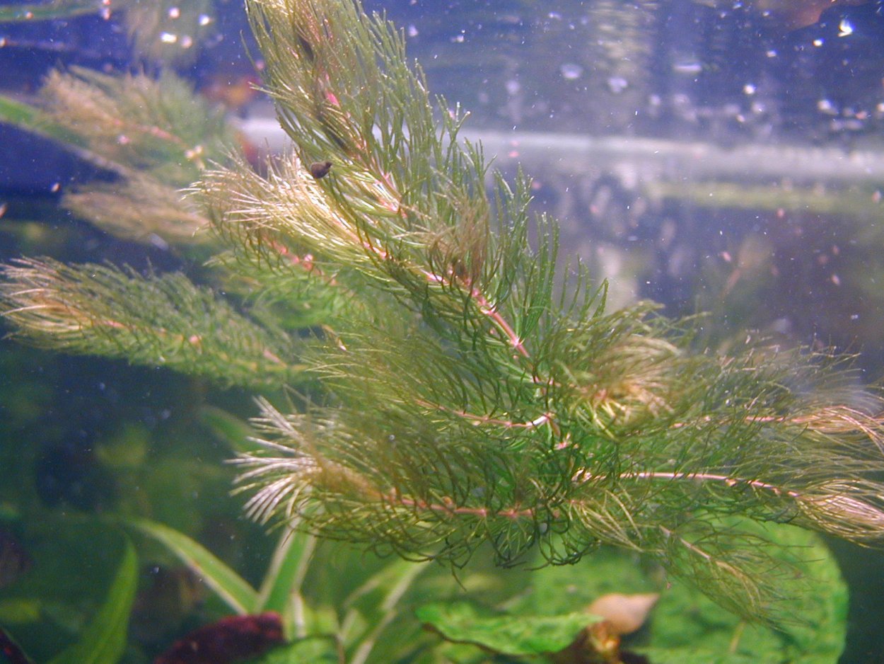 Гидра Пресноводная в аквариуме