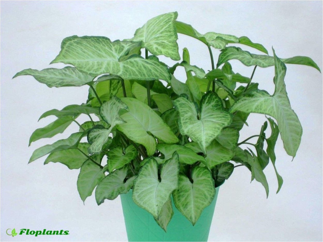 Сингониум лиановидный